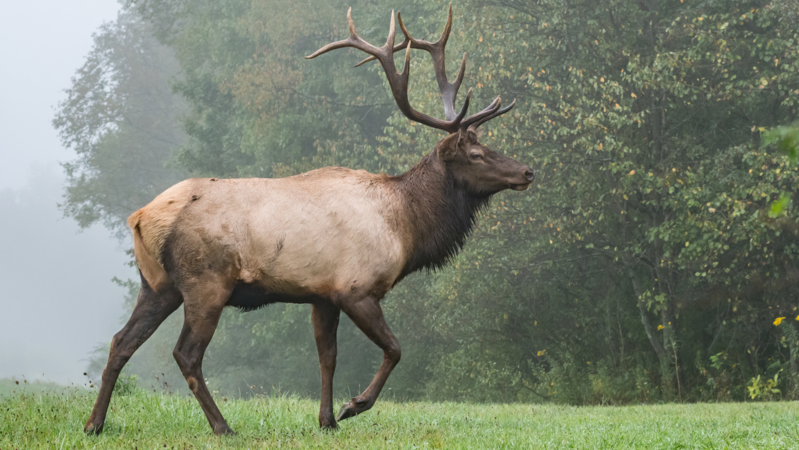 Irish Elk2